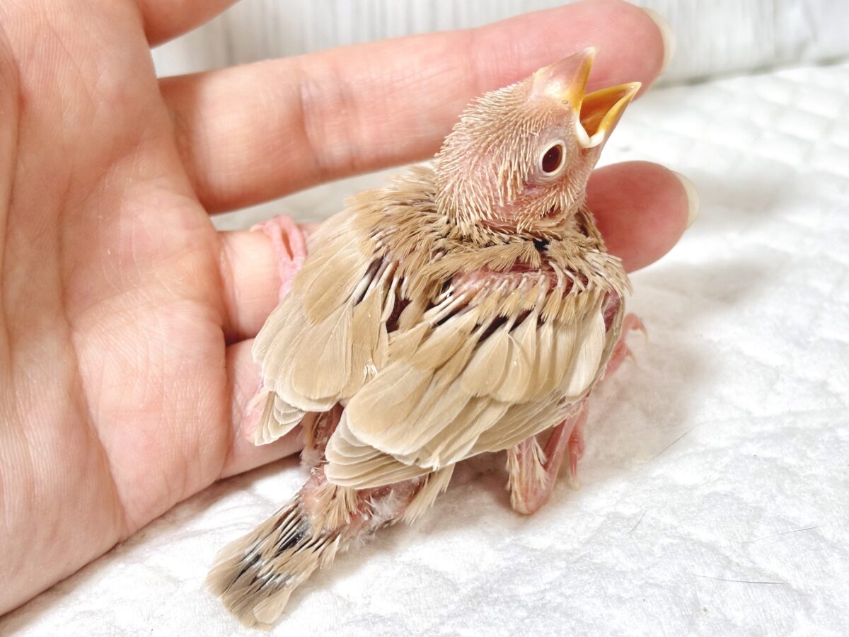 シナモン文鳥