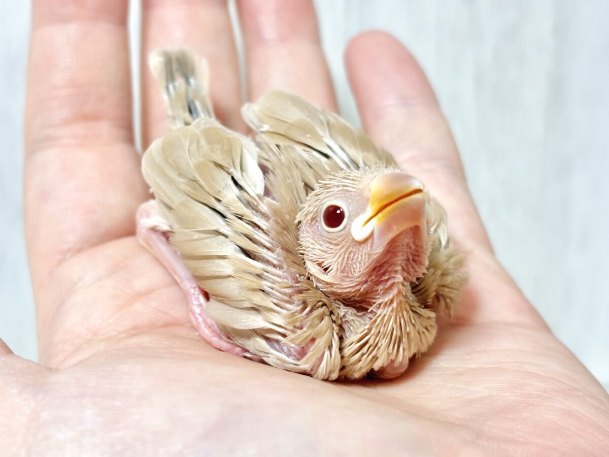 シナモン文鳥