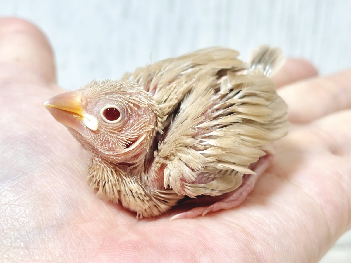 シナモン文鳥