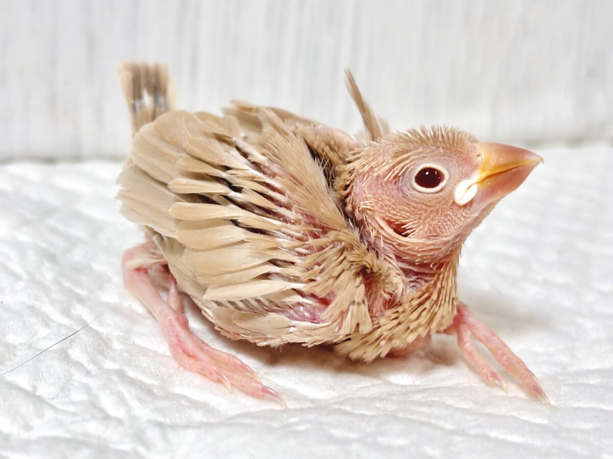 シナモン文鳥