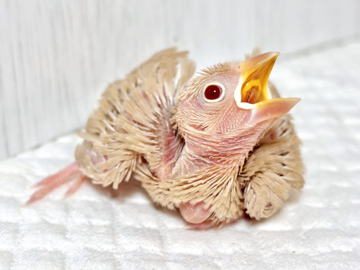 🤎ふんわりシナモンカラーの天使☕️赤目が神秘的で可愛いシナモン文鳥のヒナちゃんがやってきたよ🐥✨ シナモン文鳥