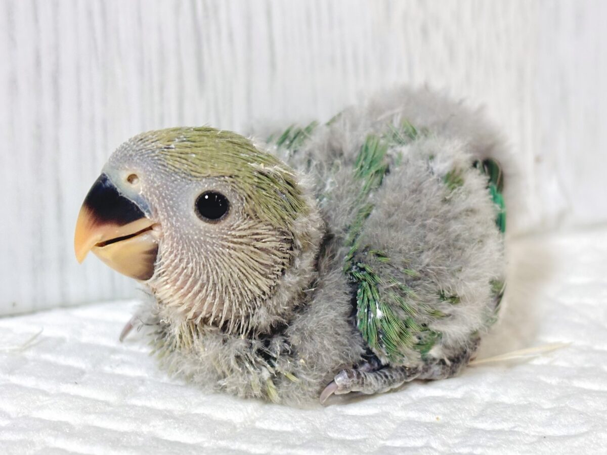 コザクラインコ（小桜インコ）
