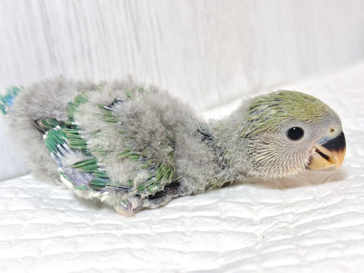 コザクラインコ（小桜インコ）