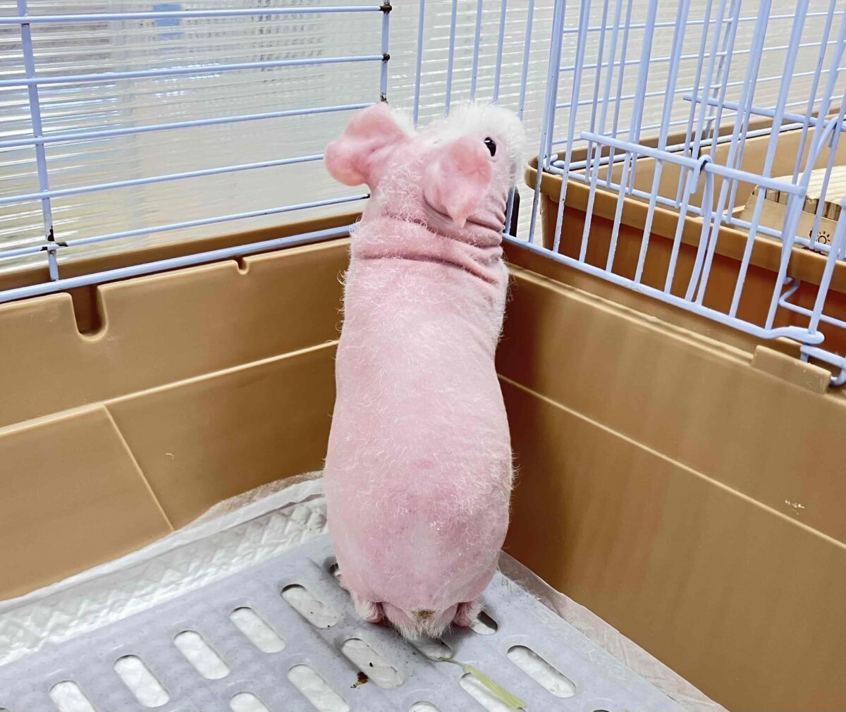 スキニーギニアピッグ