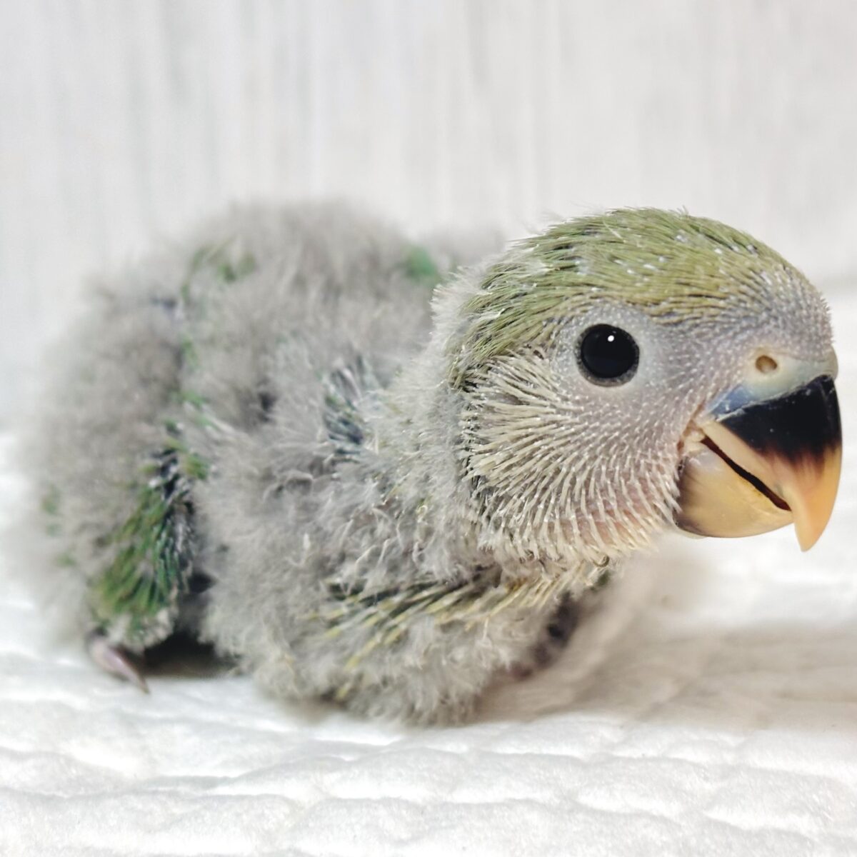 【🍁秋澄む🍂】久々のお目見え…！大人気ブルー系コザクラインコちゃんのヒナベイビー🐥⸒⸒💙