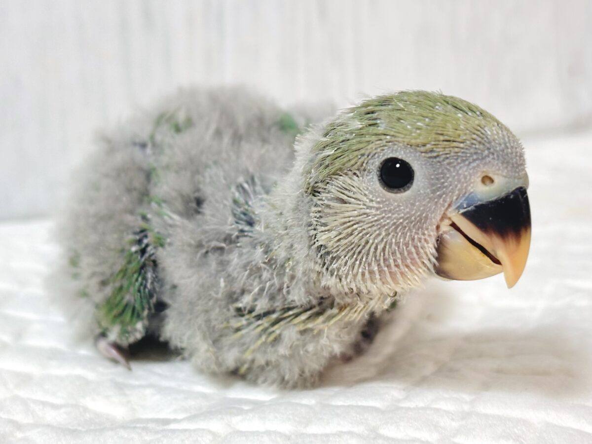 コザクラインコ（小桜インコ）
