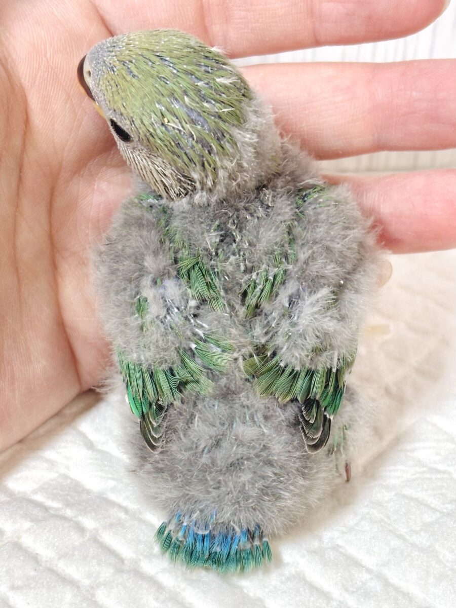 コザクラインコ（小桜インコ）
