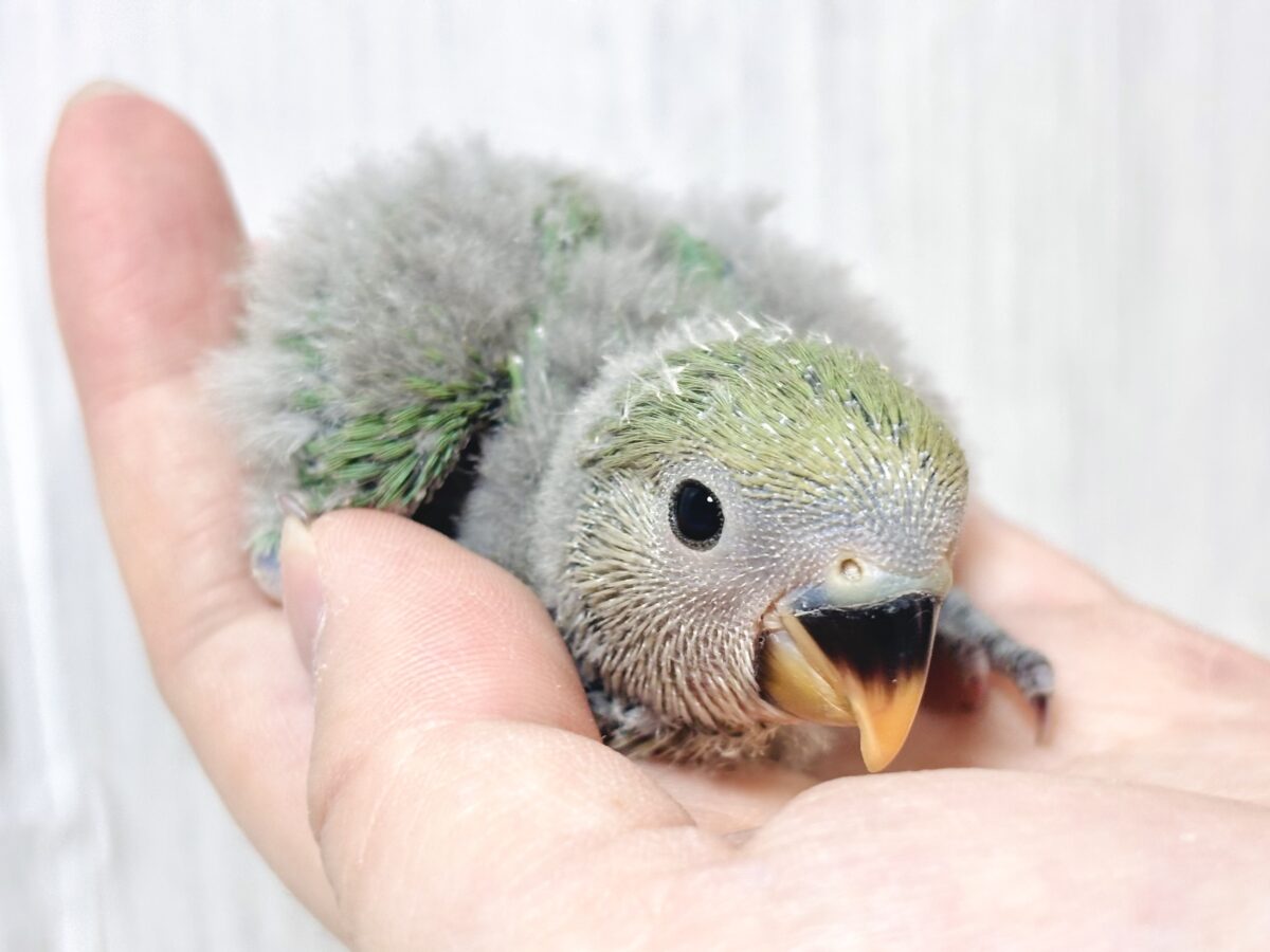 【🍁秋澄む🍂】久々のお目見え…!大人気ブルー系コザクラインコちゃんのヒナベイビー🐥⸒⸒💙 コザクラインコ(小桜インコ)