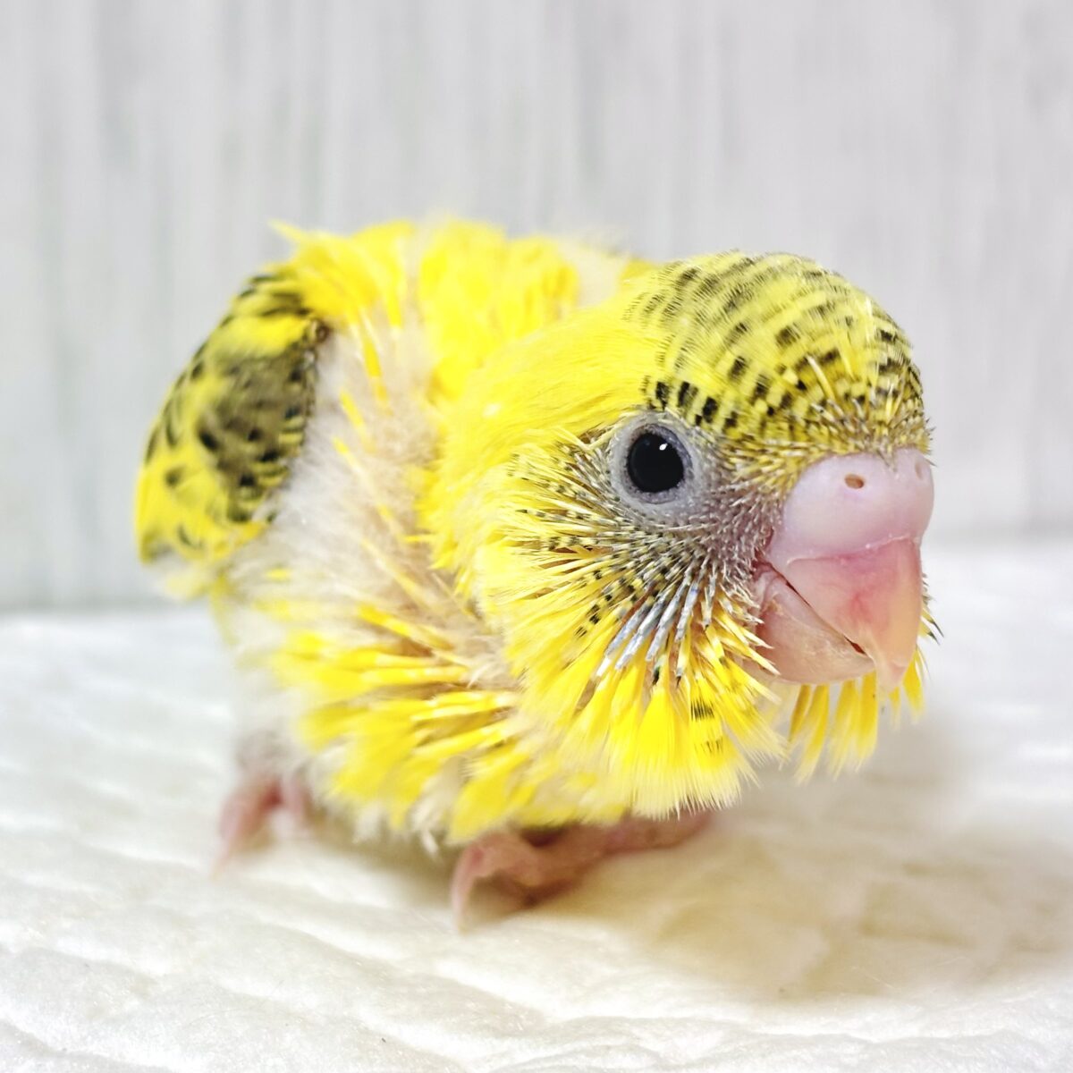 🌻まぶしいビタミンカラー！元気いっぱいセキセイインコ（イエローハルクイン）のヒナちゃん🐥💛