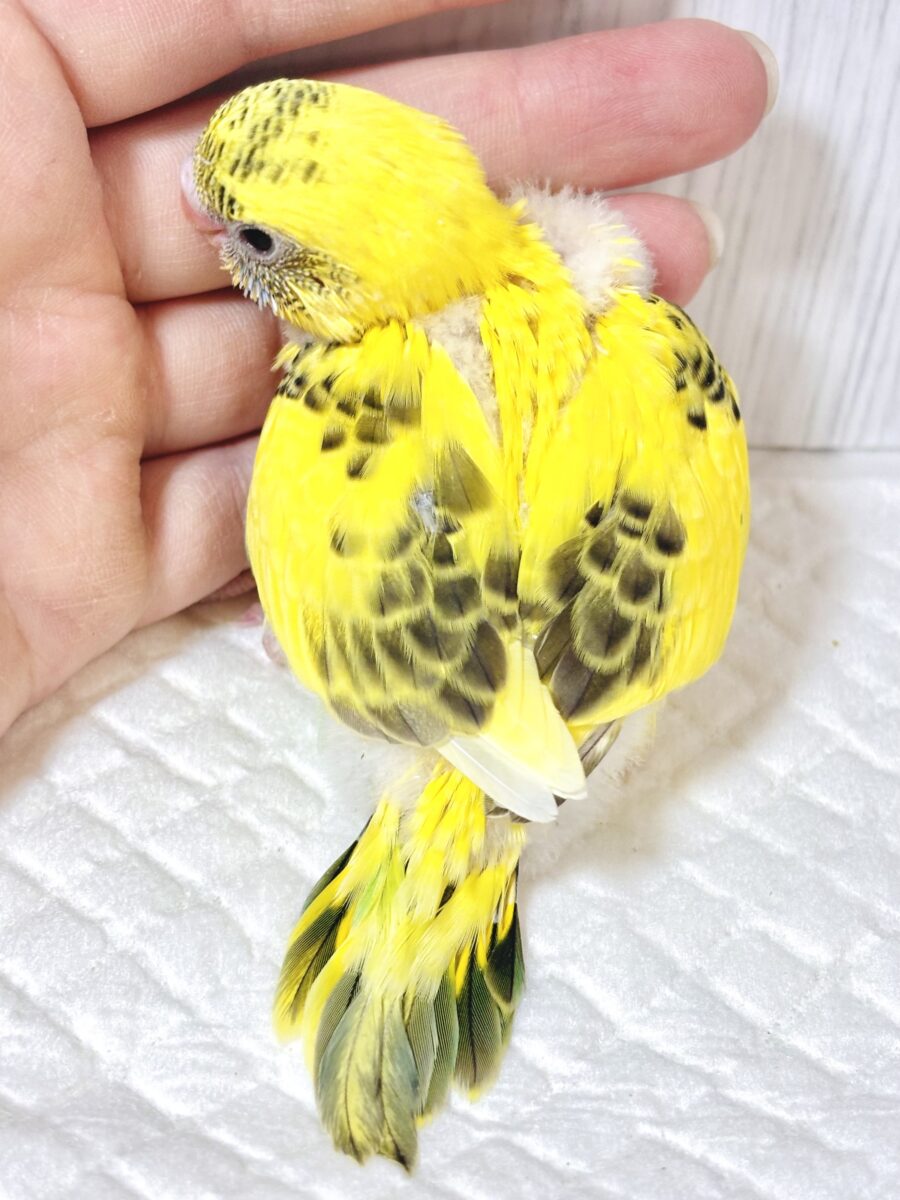 セキセイインコ