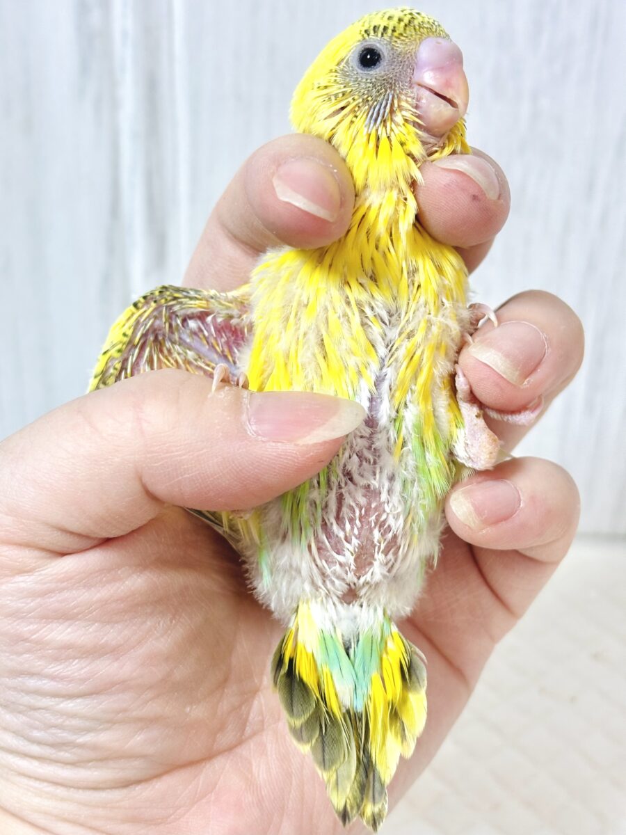 セキセイインコ