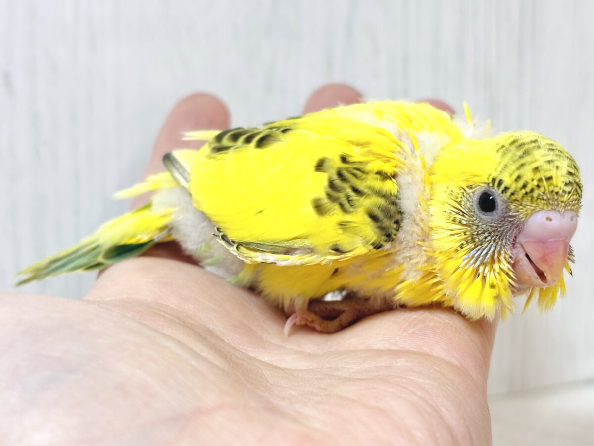 セキセイインコ