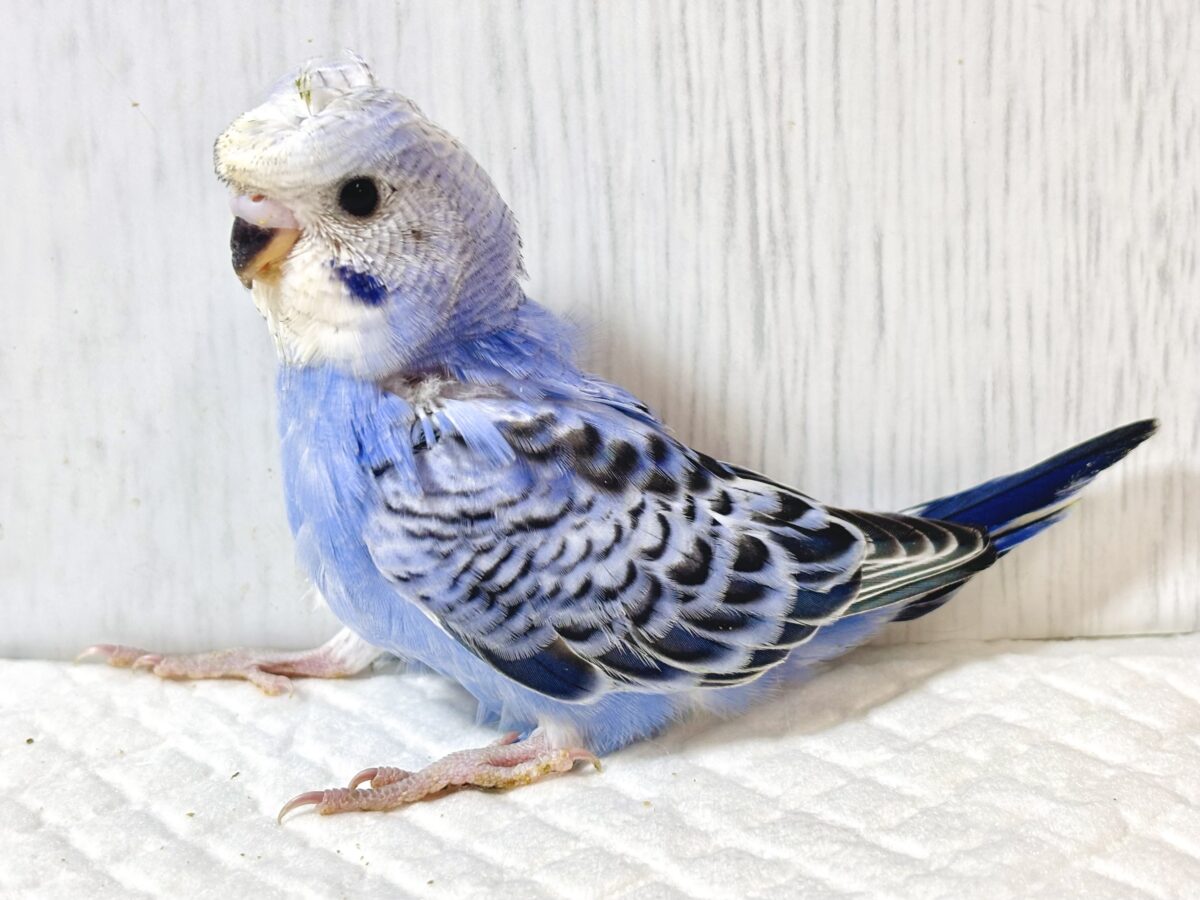 羽衣セキセイインコ