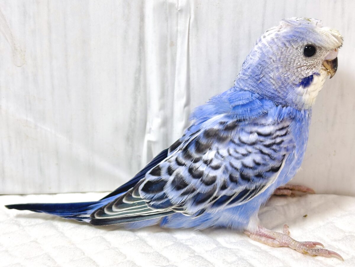 羽衣セキセイインコ
