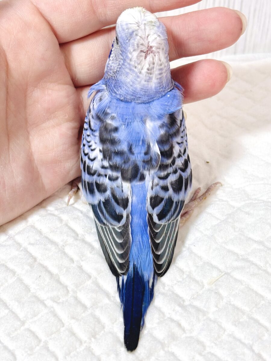 羽衣セキセイインコ