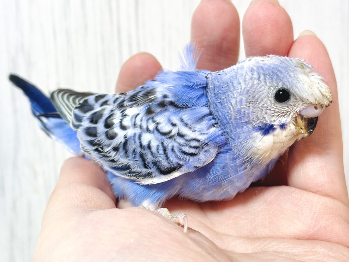 羽衣セキセイインコ