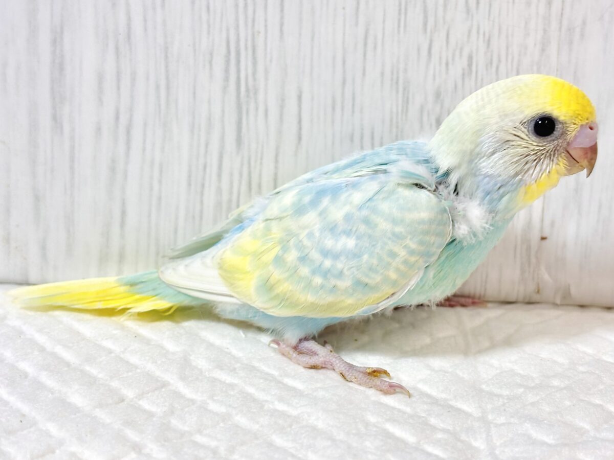 セキセイインコ