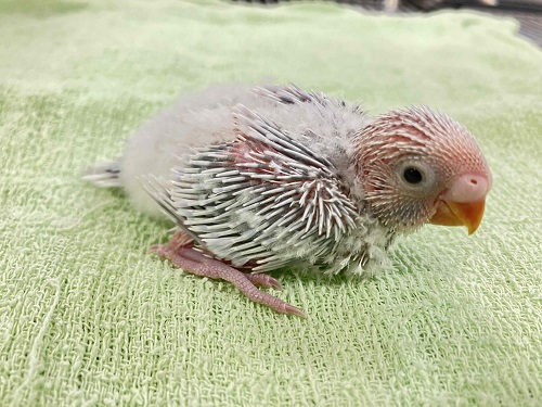 青に似たすっぱい…ライラックカラーのセキセイ入舎♪