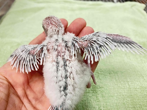 セキセイインコ