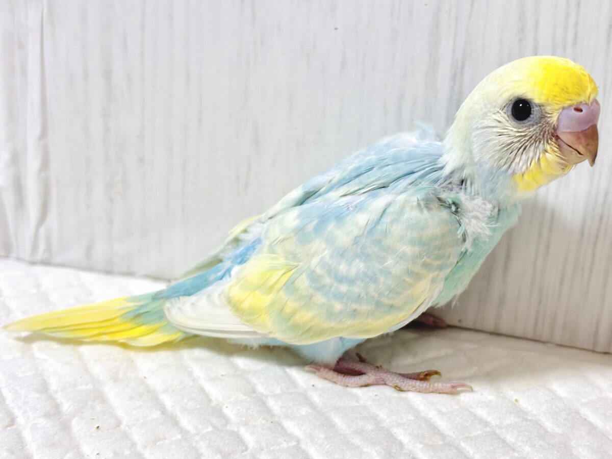 セキセイインコ
