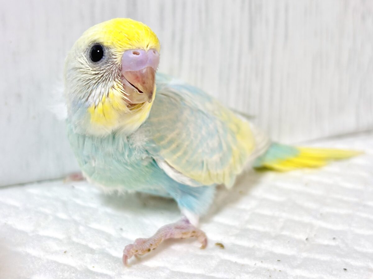 🍁秋晴れの空みたいな澄んだブルー空色×イエローが美しすぎるセキセイインコちゃんヒナ🐥パステルレインボーセルフ✨