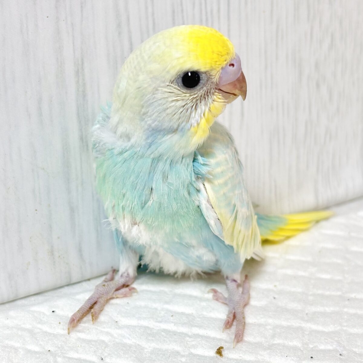 🍁秋晴れの空みたいな澄んだブルー空色×イエローが美しすぎるセキセイインコちゃんヒナ🐥パステルレインボーセルフ✨ セキセイインコ
