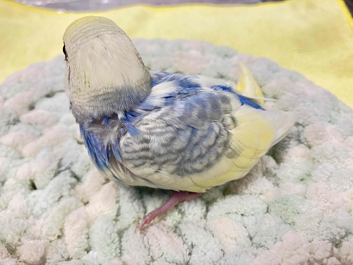 セキセイインコ
