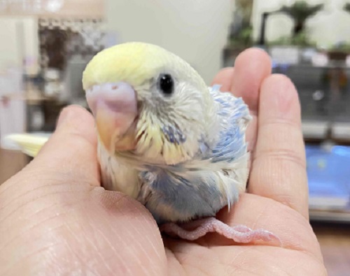 まるでふわふわクリーム💖パステルレインボーのヒナが仲間入り✨