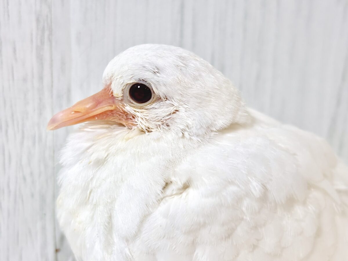 🕊️【霜始降】真っ白ふわふわな天使…！神聖で可愛らしいギンバトのヒナちゃんがやって来ました🕊️✨