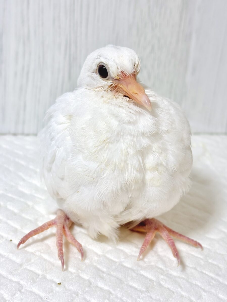 ギンバト