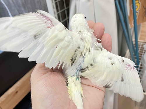 セキセイインコ