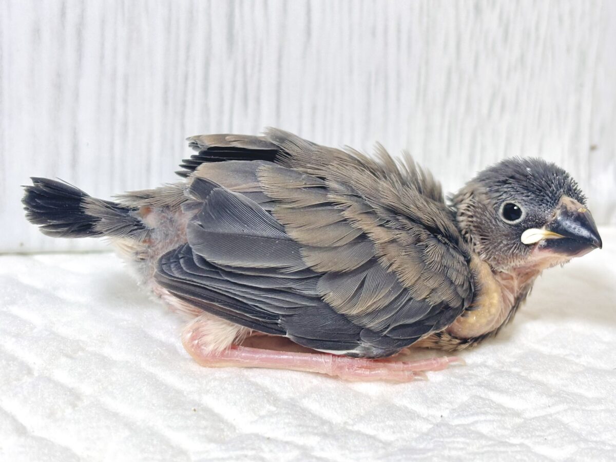 桜文鳥