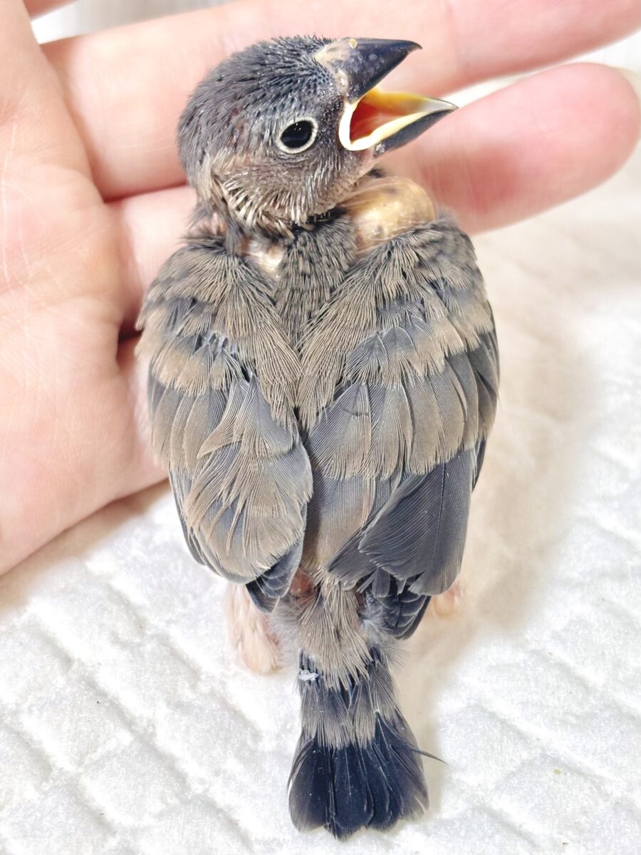 桜文鳥