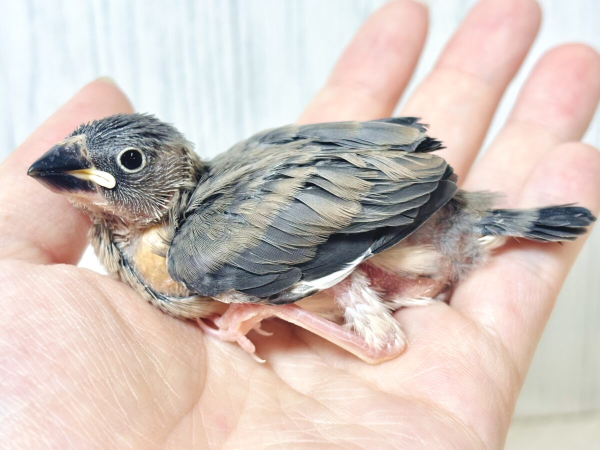 桜文鳥
