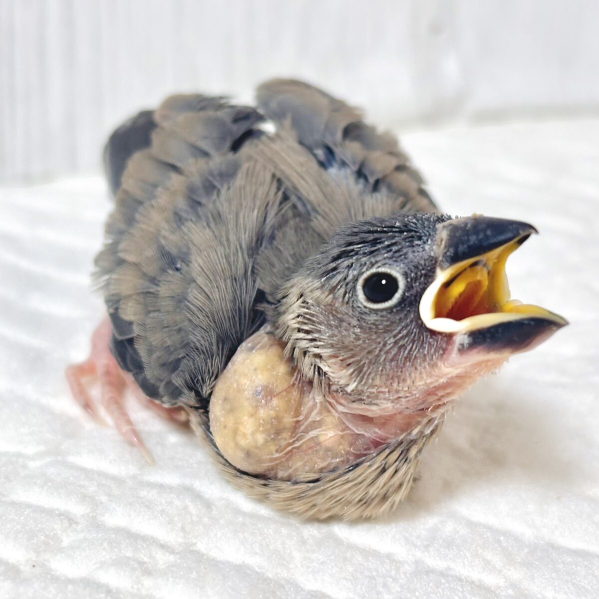🌸【時時雨】この小さなお口とツクツク羽が愛おしい…！定番大人気・桜文鳥のヒナちゃんベイビー🐥🌸✨