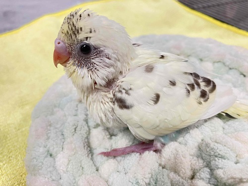 まるでミルクみたい💕クリームハルクインのヒナが仲間入り♪
