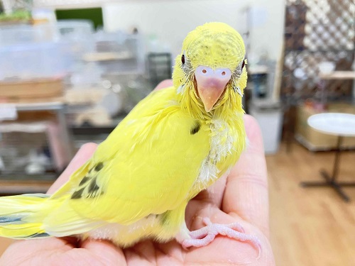 セキセイインコ