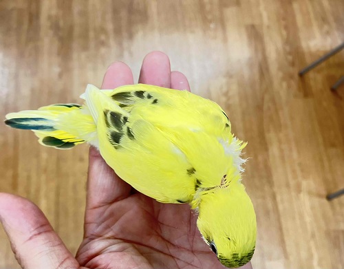セキセイインコ