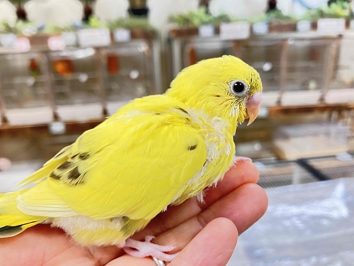 陽の光浴びる一輪の花！イエローハルクイン入舎🌻