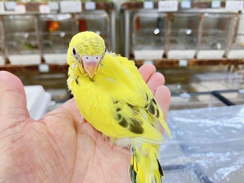 セキセイインコ