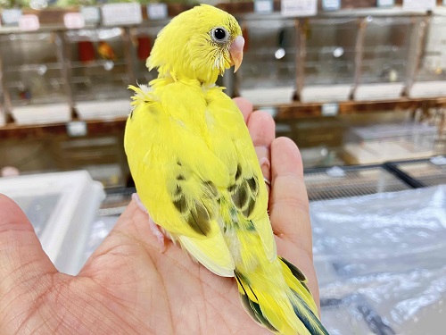 セキセイインコ