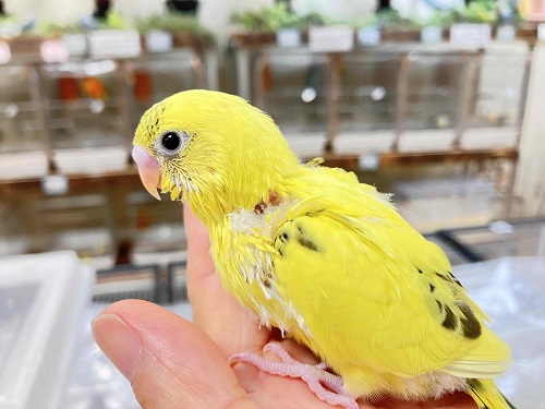 セキセイインコ