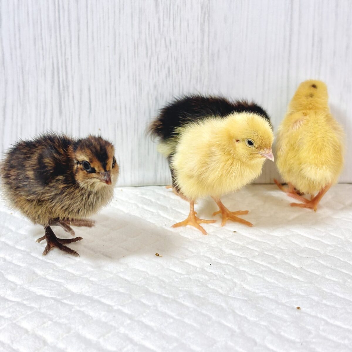 🌾ジャンボウズラのヒナちゃん！手のひらサイズのふわもこ天使！ 🐥✨
