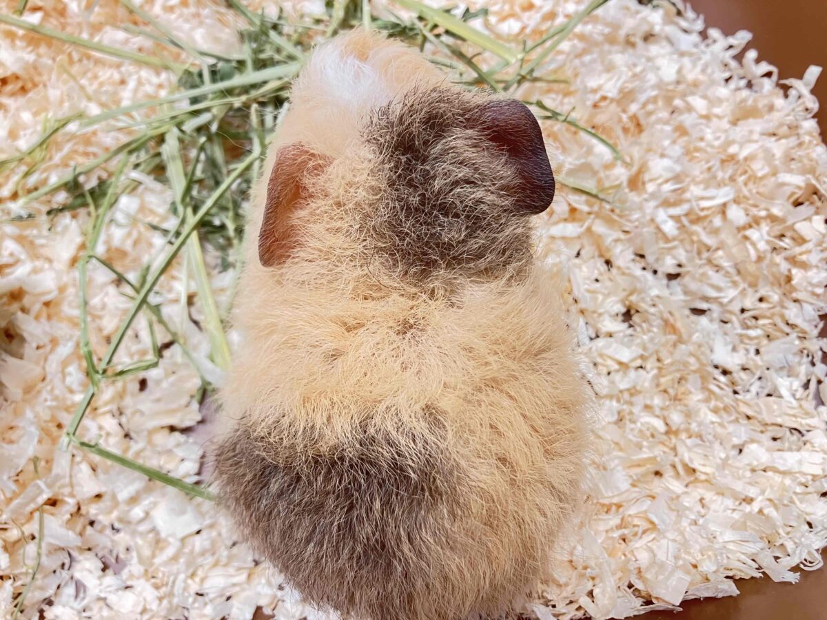 テディモルモット