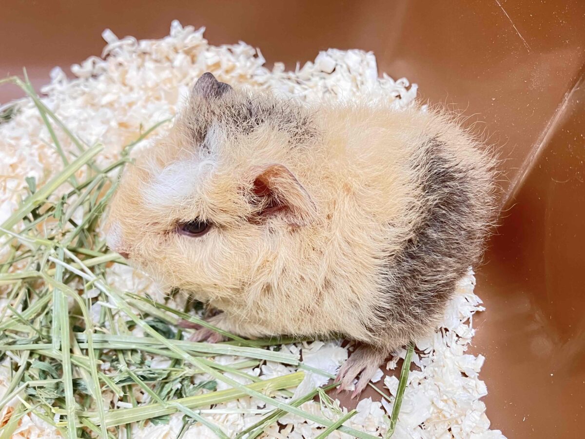 まるで小さなぬいぐるみ💖テディモルモットの赤ちゃん入舎✨