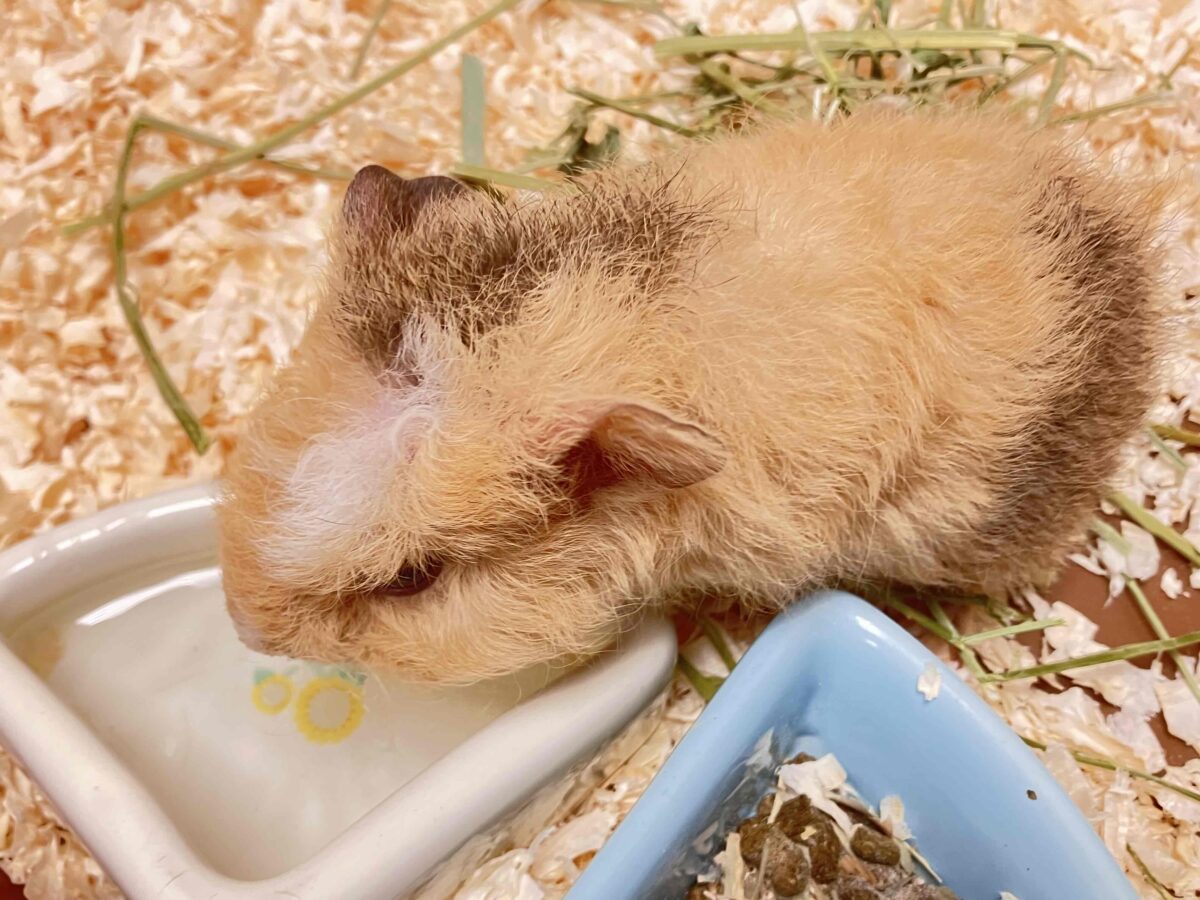 テディモルモット