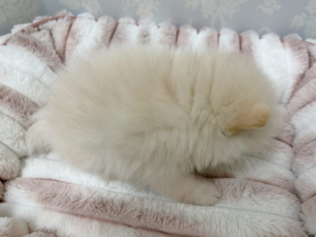 ポメラニアン