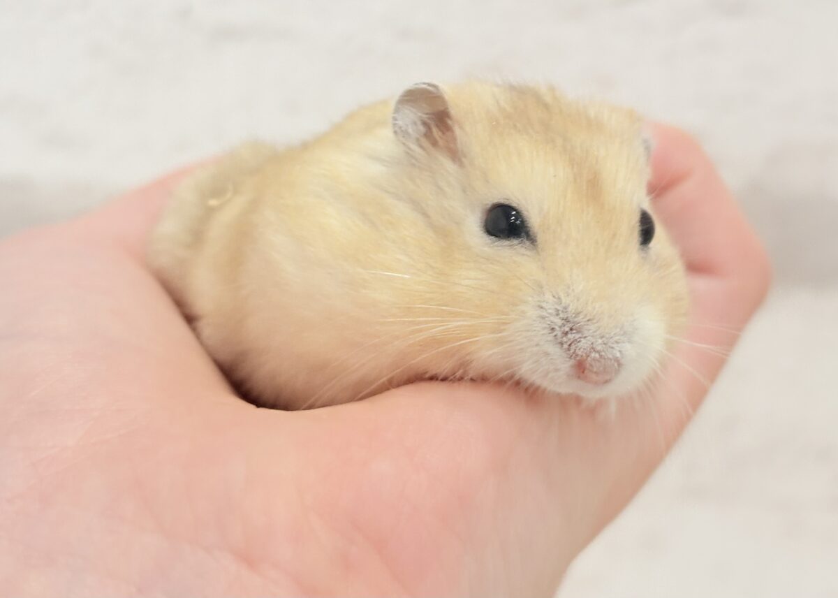 とろとろモチッとプリンちゃん🍮イエロープディングハムスター(男の子)