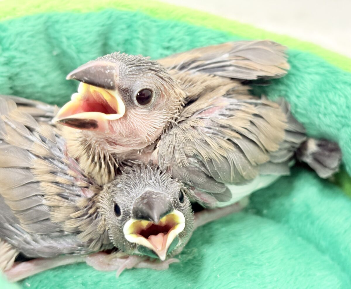 桜文鳥