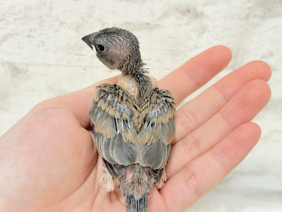 桜文鳥